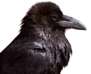 Raven PNG-71442